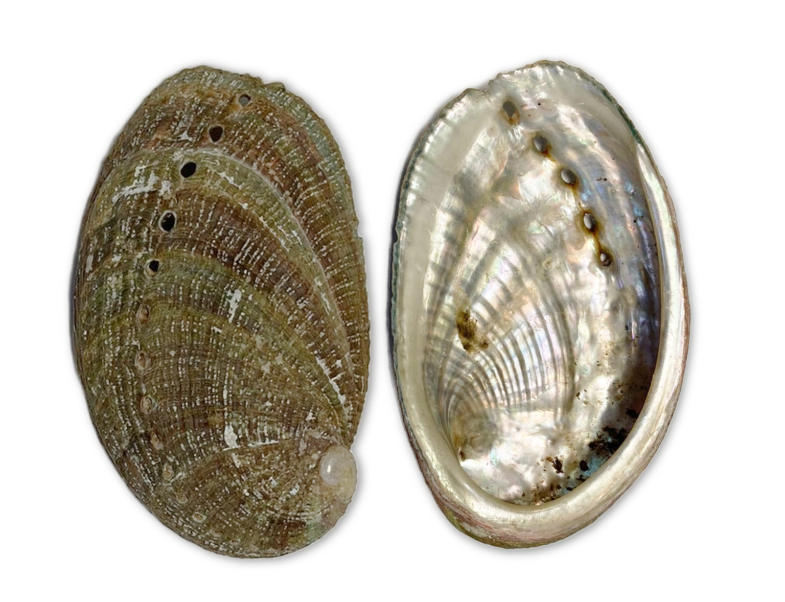Due gusci porta incenso di abalone 5x3cm