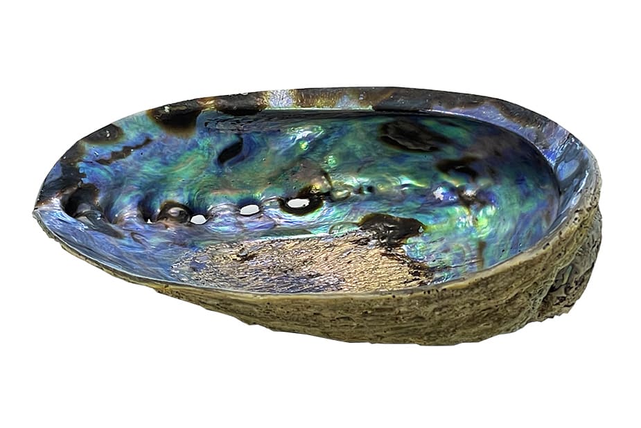 Guscio porta incenso di abalone 12-14cm