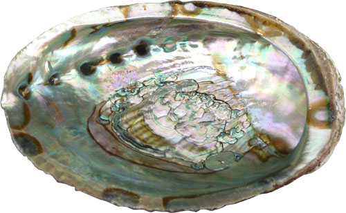 Guscio porta incenso di abalone 12-14cm