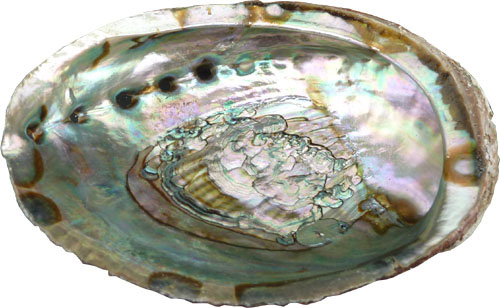 Scocca porta incenso di abalone 13-15 cm
