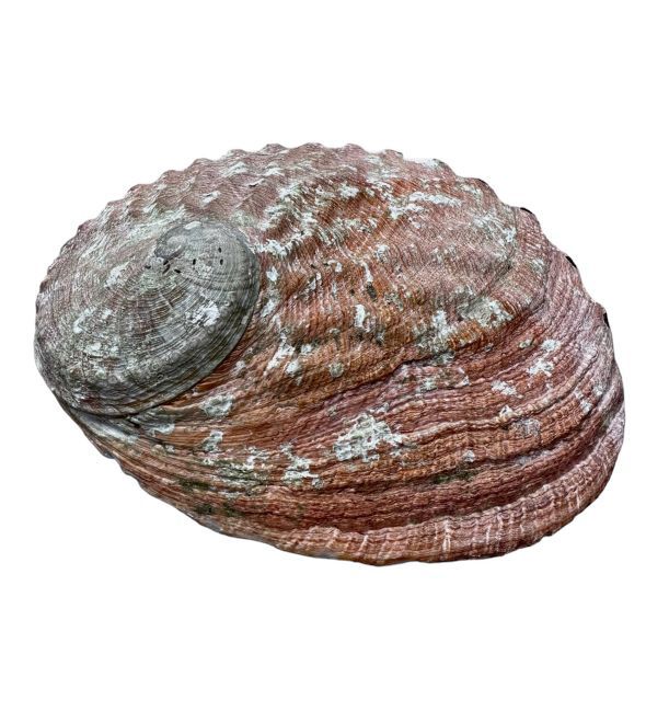 Conchiglia di abalone australiano 15-17 cm