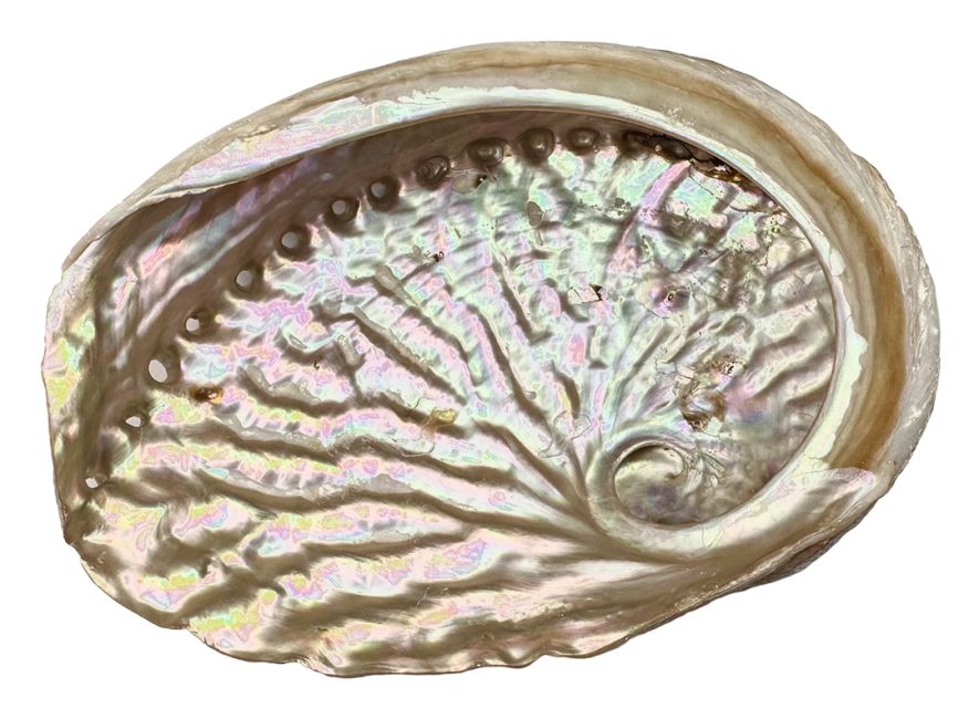 Conchiglia di abalone australiano 15-17 cm