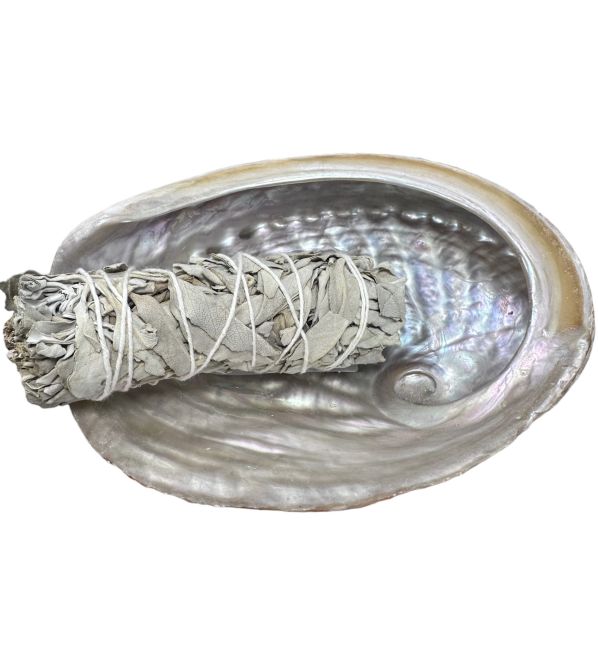 Conchiglia di abalone australiano 13-15 cm