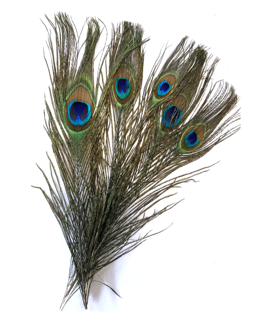 10 piume 20-25 cm
