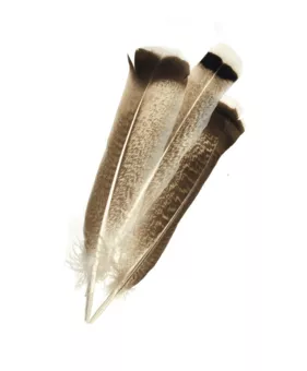 10 piume maculate 25-30 cm