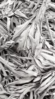 Salvia Bianca California Qualità Superiore 1KG