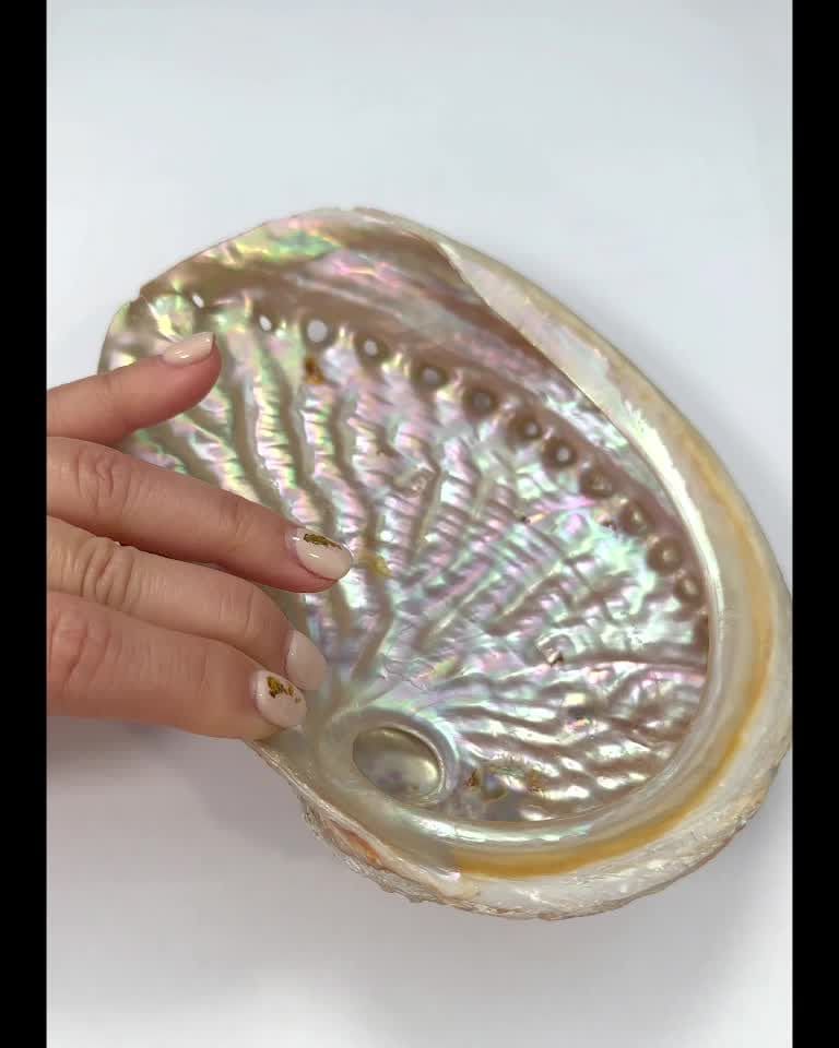 Conchiglia di abalone australiano 15-17 cm